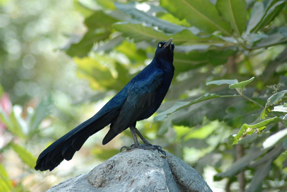 Zanate Bird