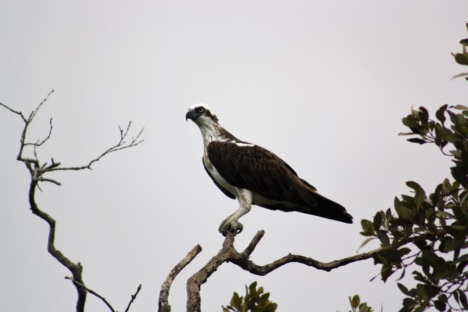 Osprey Nudgee Brisbane bird