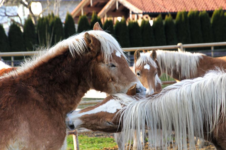Haflinger Horses Mane Horse