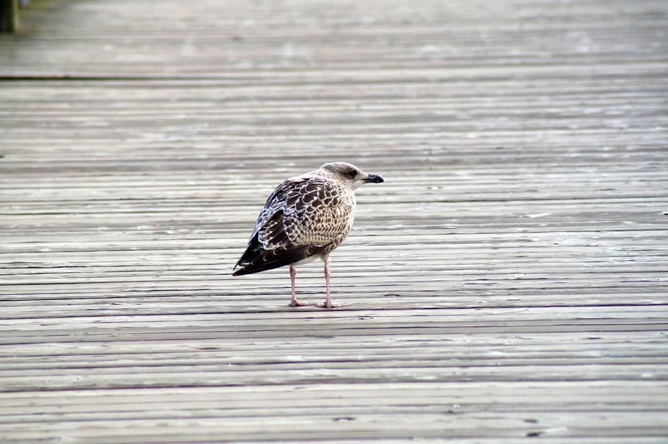 Bird Seagull Water