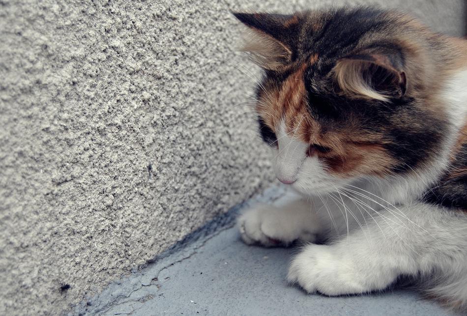 Cat Kitten Hunting