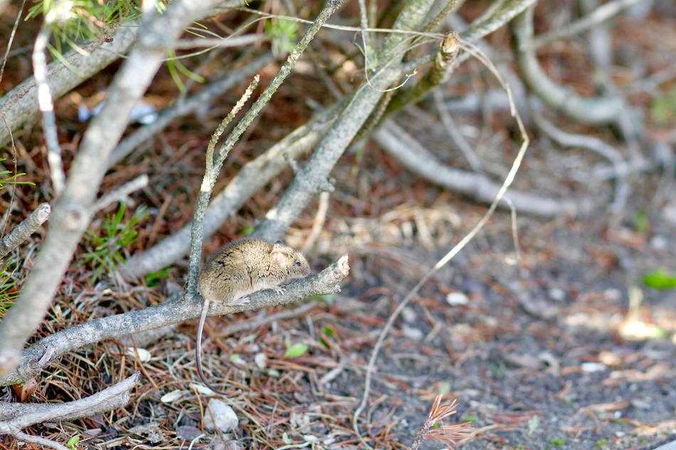 Mouse Mice Rodent