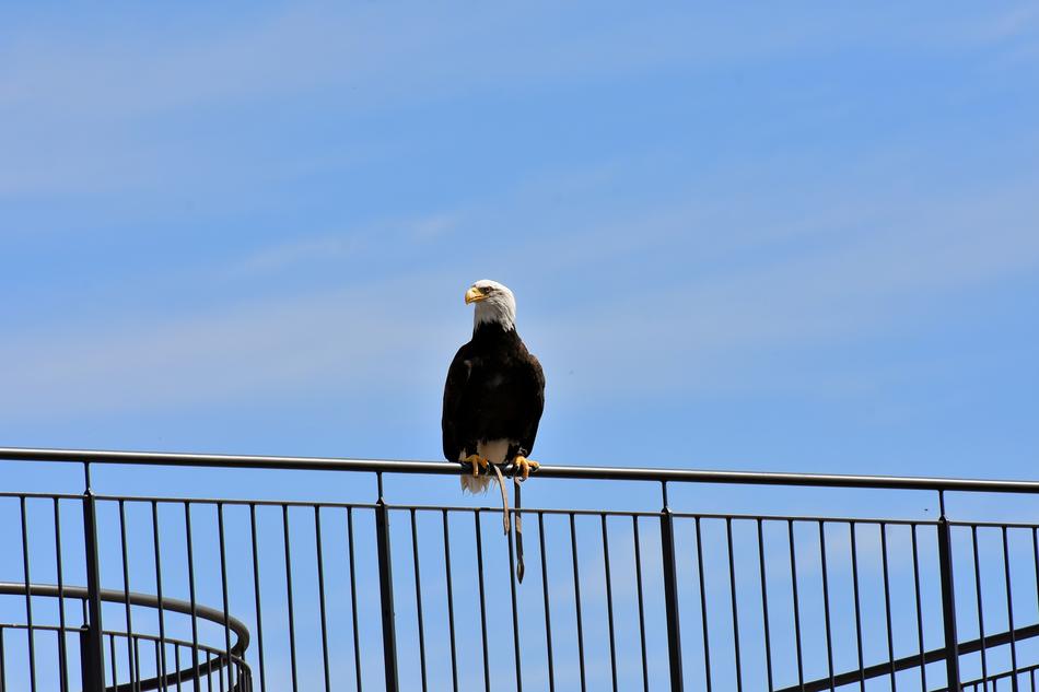 Adler Bald Eagle Sit