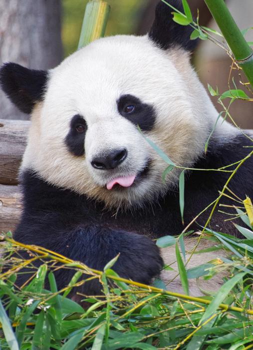 Panda Giant Zoo