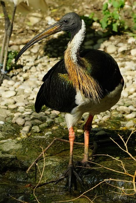 Animal Bird Ibis