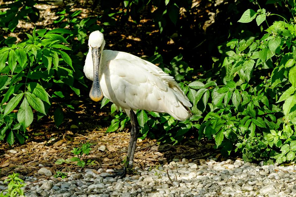 Animal Bird Löffler