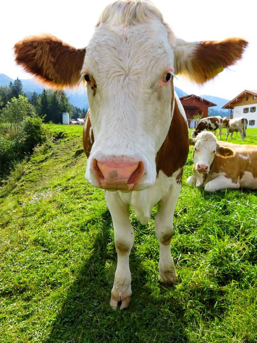 Animal Cow Cattle