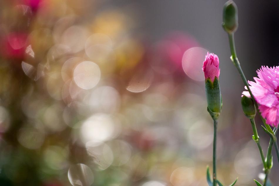 Flowers Colors Clove