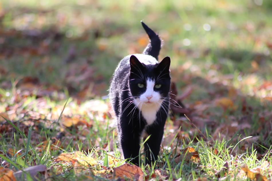 Cat Pets Autumn Leaves