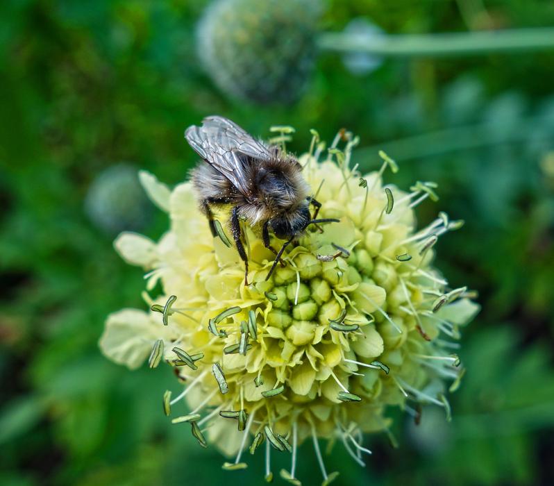 Bee Insect pollen in the garden