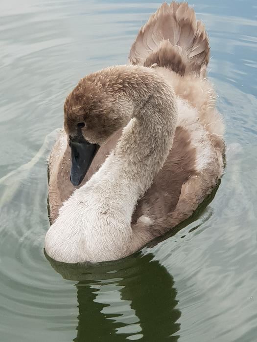 Animal Children Swan Water