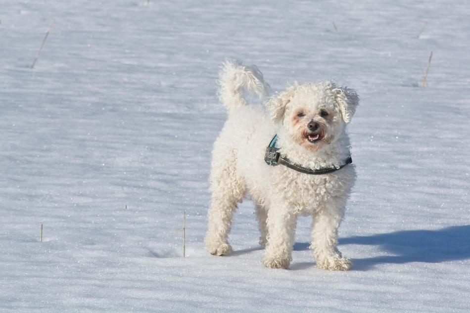 Bichon Frise Dog Breed
