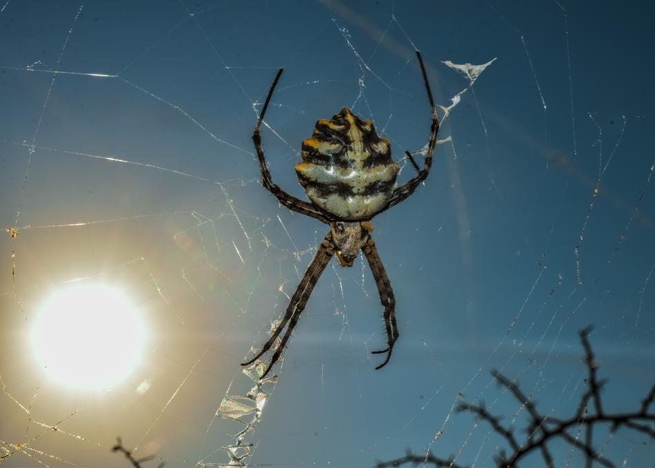 Spider Animal Nature