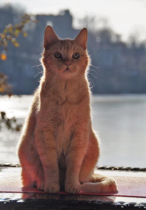 Cat Redheaded Sitting
