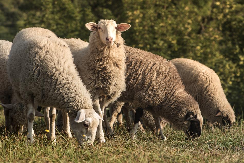 Lamb Sheep Graze