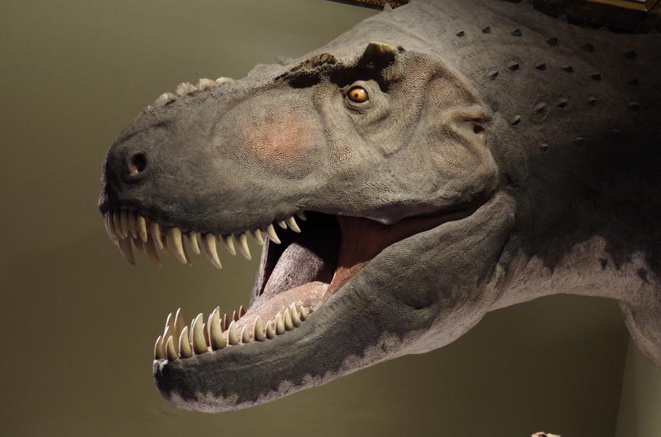 Dinosaur T-Rex in museum
