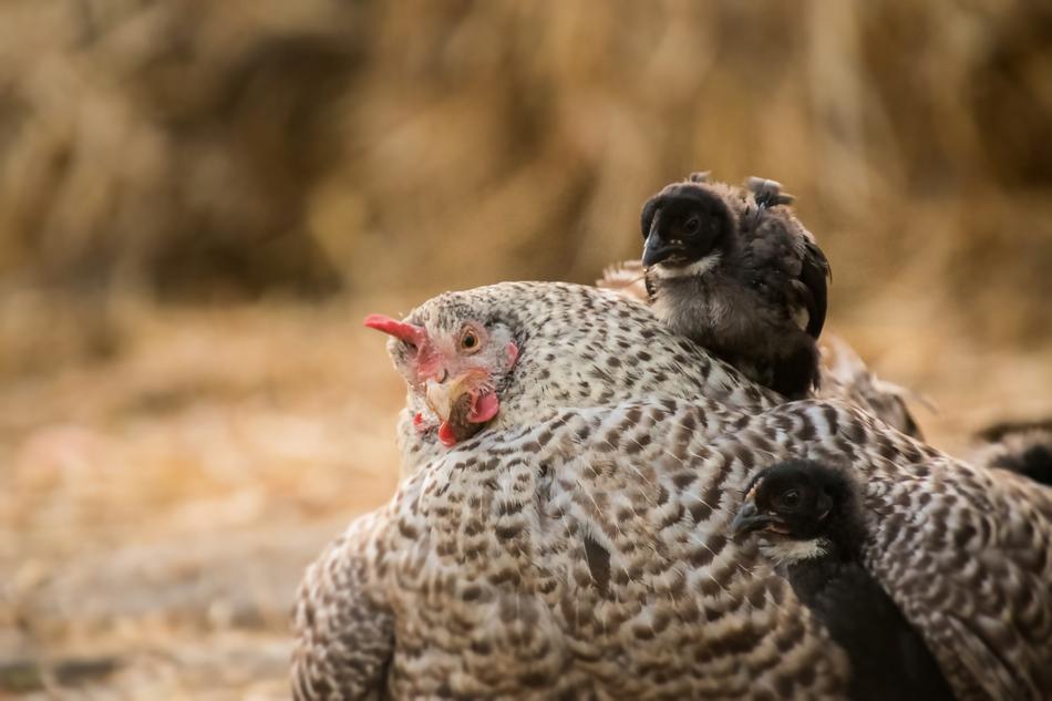 Chicken Hen Bird