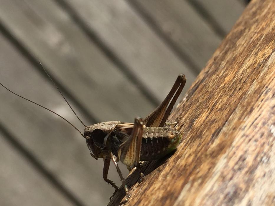 Brown Grasshopper Closeup view