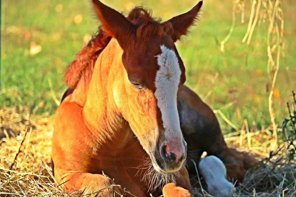 Horse Foal Fuchs