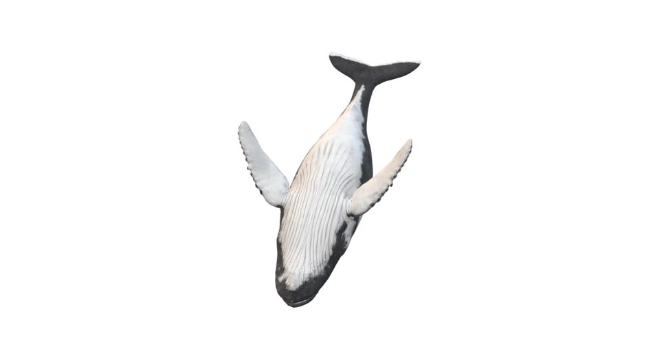 wal humpback whale animal maritime