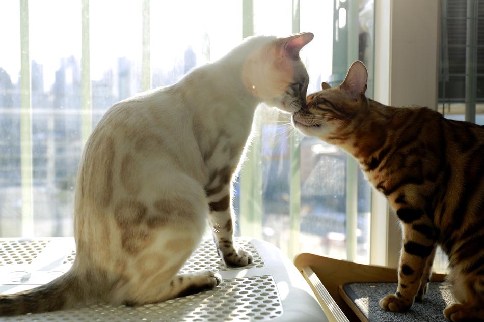Bengal Cat Mom And Daughter Baby