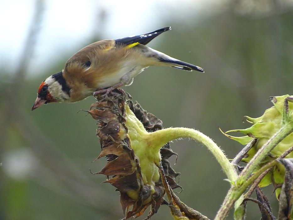Goldfinch Stieglitz Songbird
