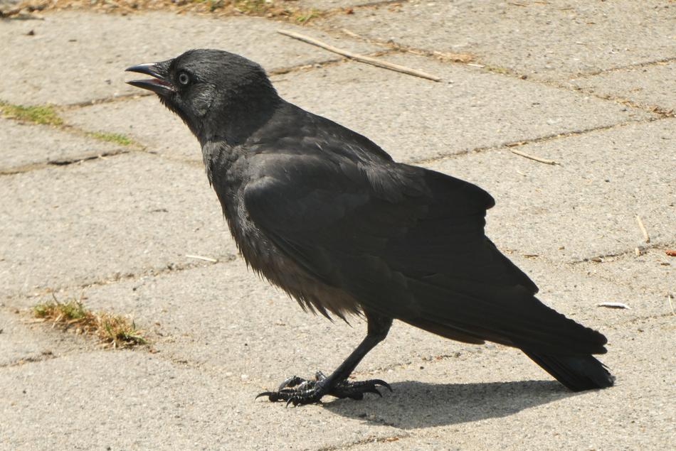 black crow in the street