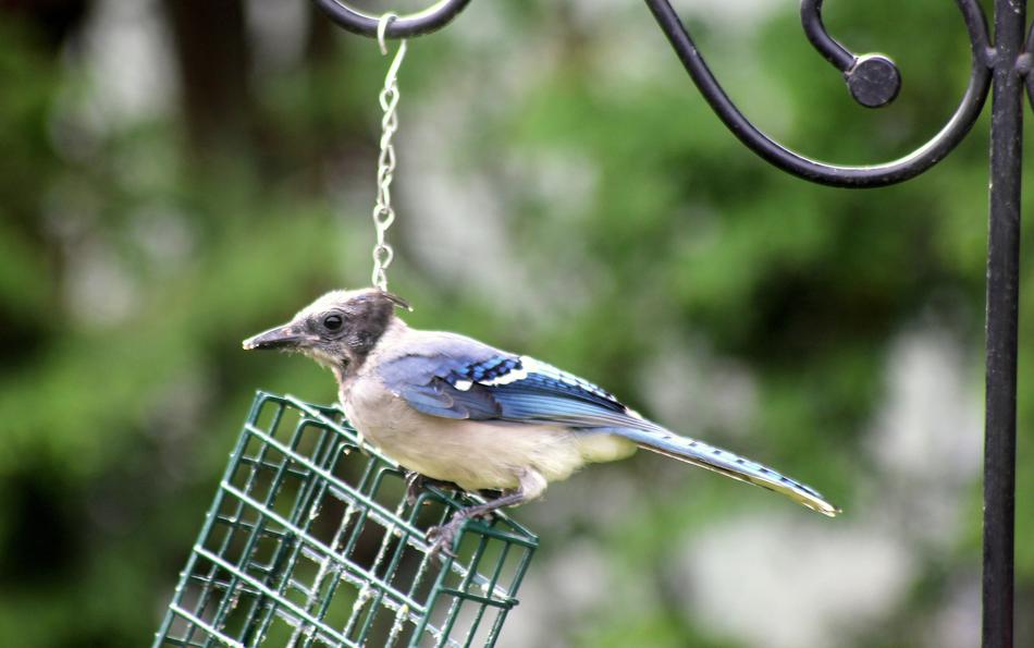 Bluejay Juvenile Bird
