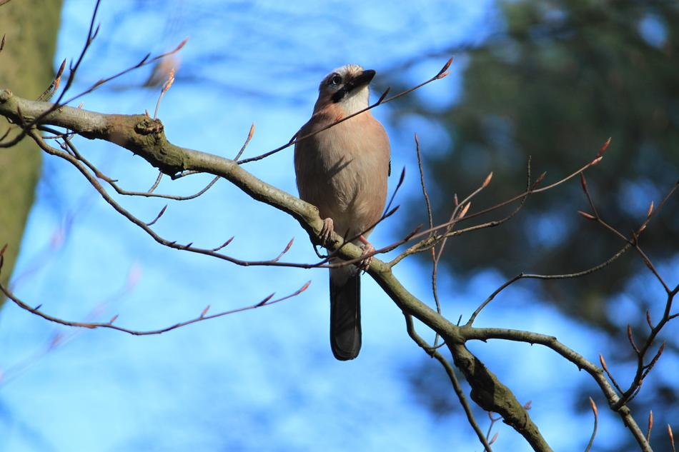 Bird Forest Tree