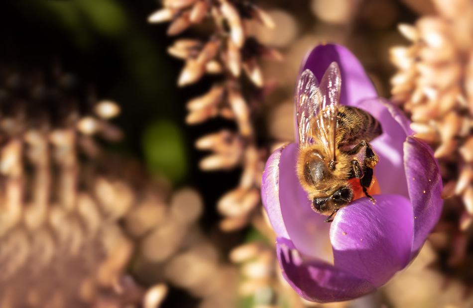 Bee Crocus Honey