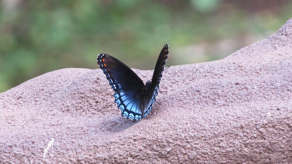 Butterfly Blue Insect
