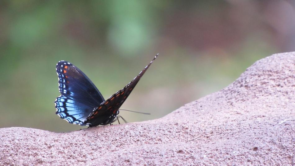 blue butterfly on a rock