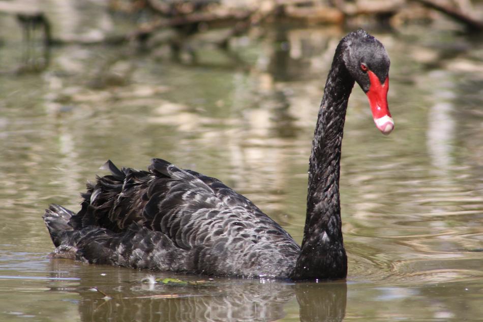 Black Swan Red Beak Swim