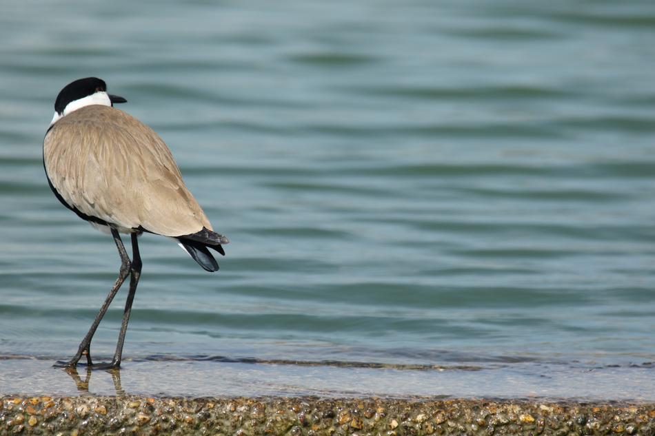 Bird Spur Winged Lap Nature