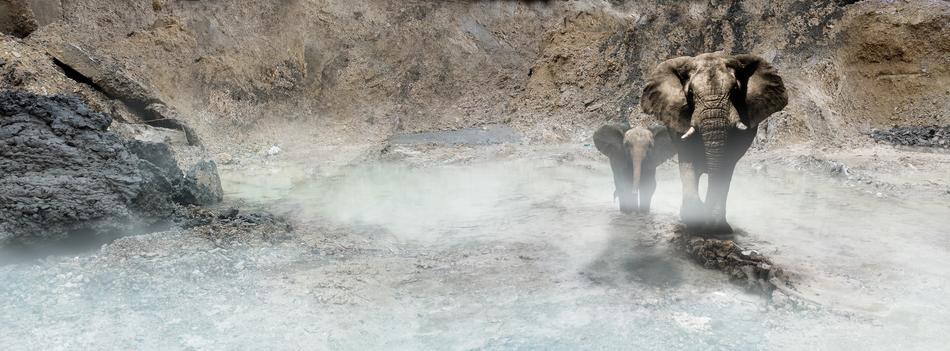 Elephants Fantasy Dust