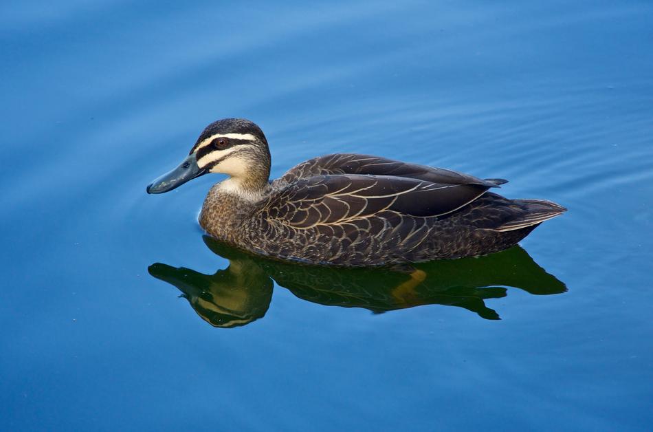 Duck Swimming Wild
