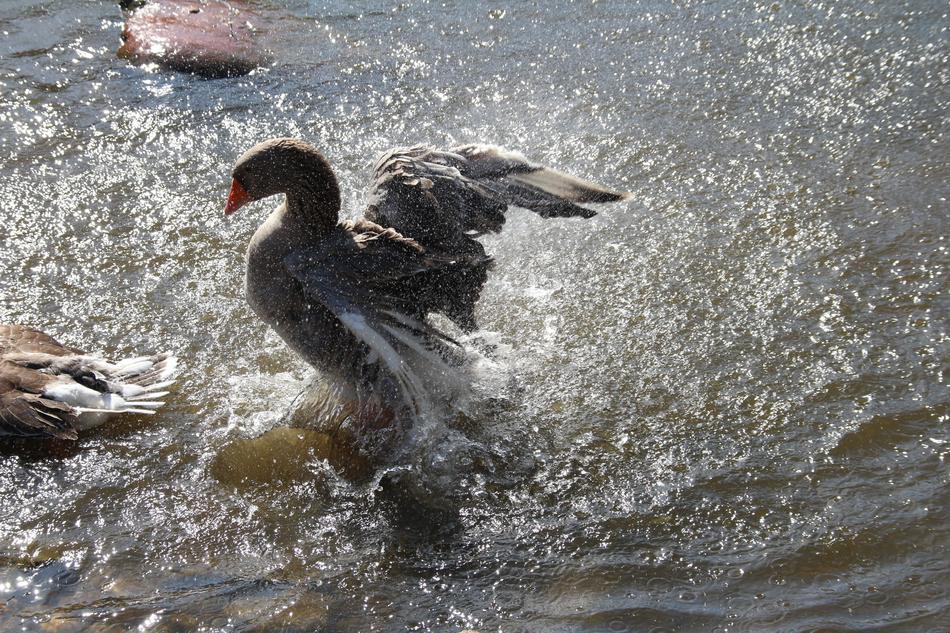 Goose Water Bird