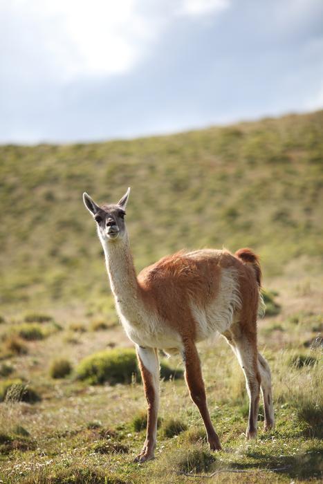 Guanaco Animal Chile