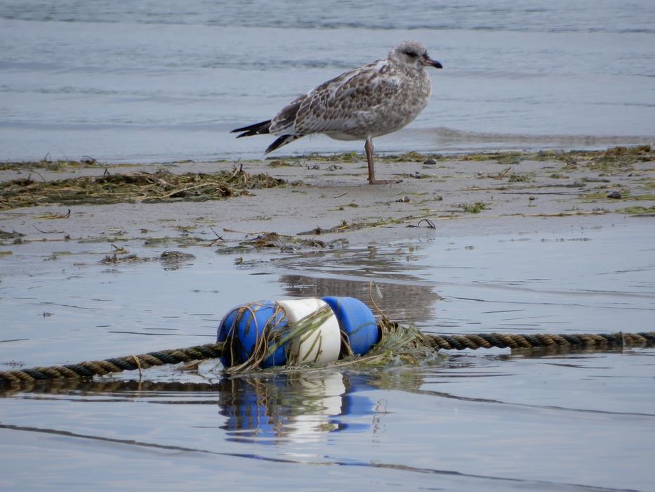 Bird Water Nature