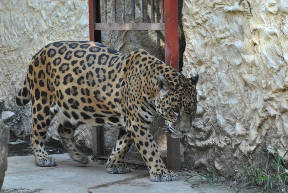a leopard at the zoo walking around