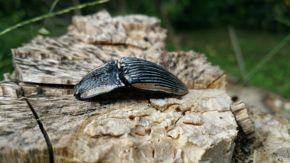 Bug Insect Beetle