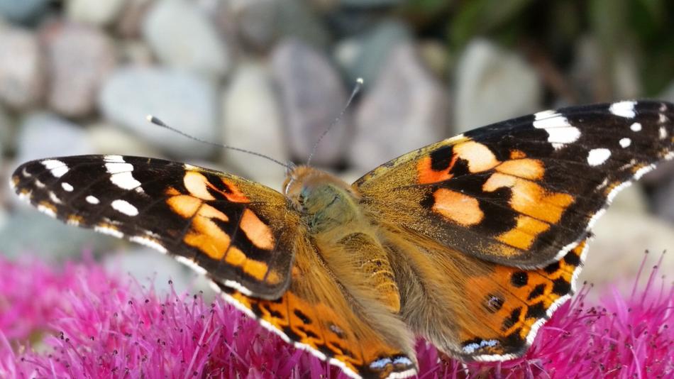Butterfly Insect Nature