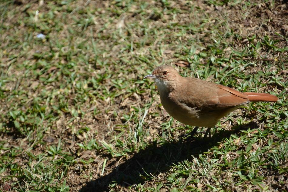 brown bird on green grass