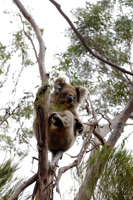 Koala Australia Animal