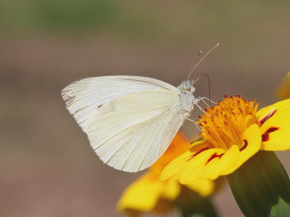 Butterfly White Marigold