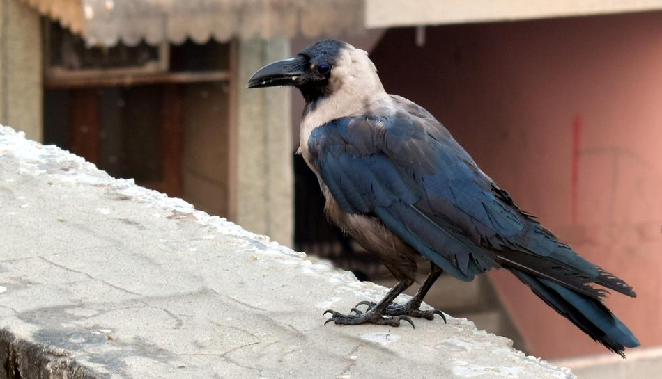 a big black crow on a wooden balcony.