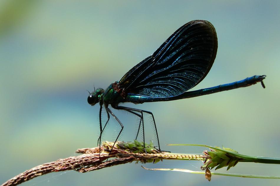 dark blue dragonfly in Croatia