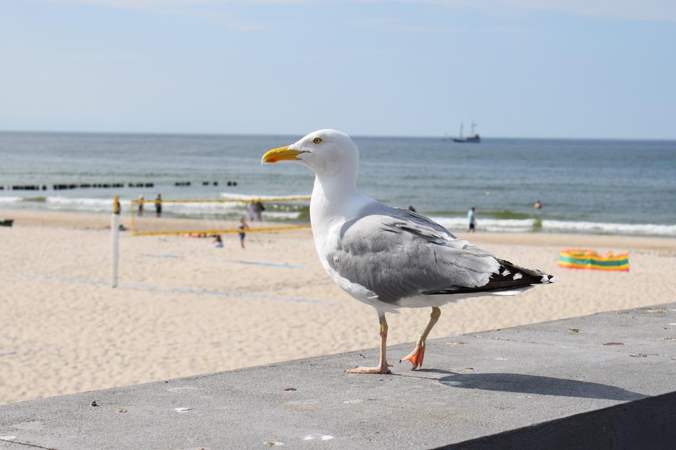 Seagull Sea Bird