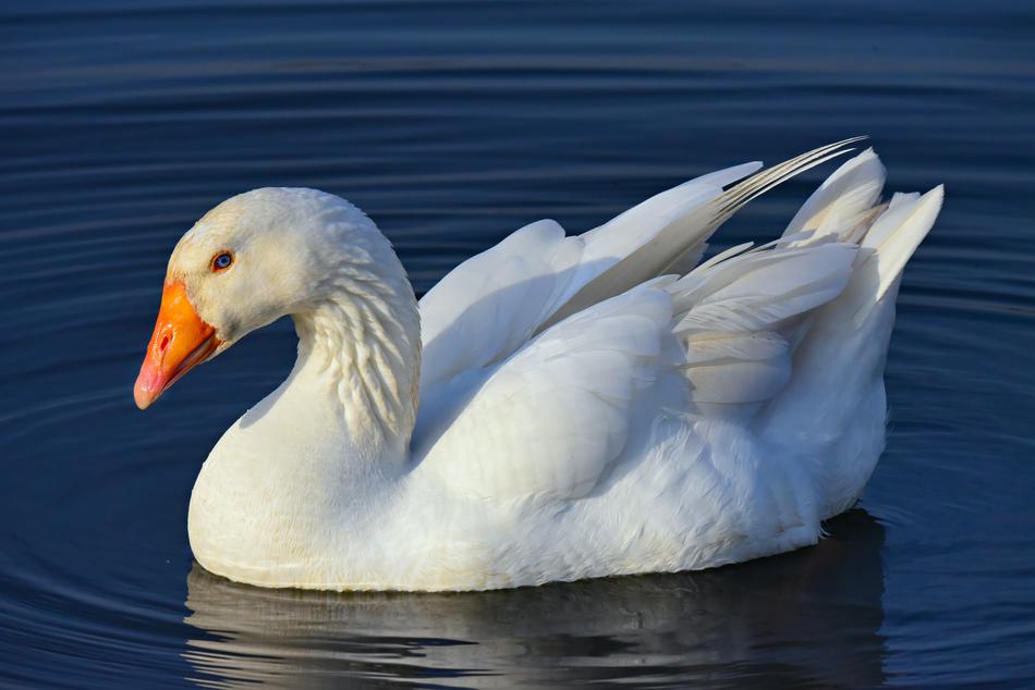 Goose Water Bird Animal