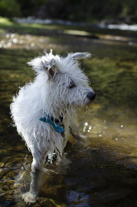 Dog In A River Scruffy